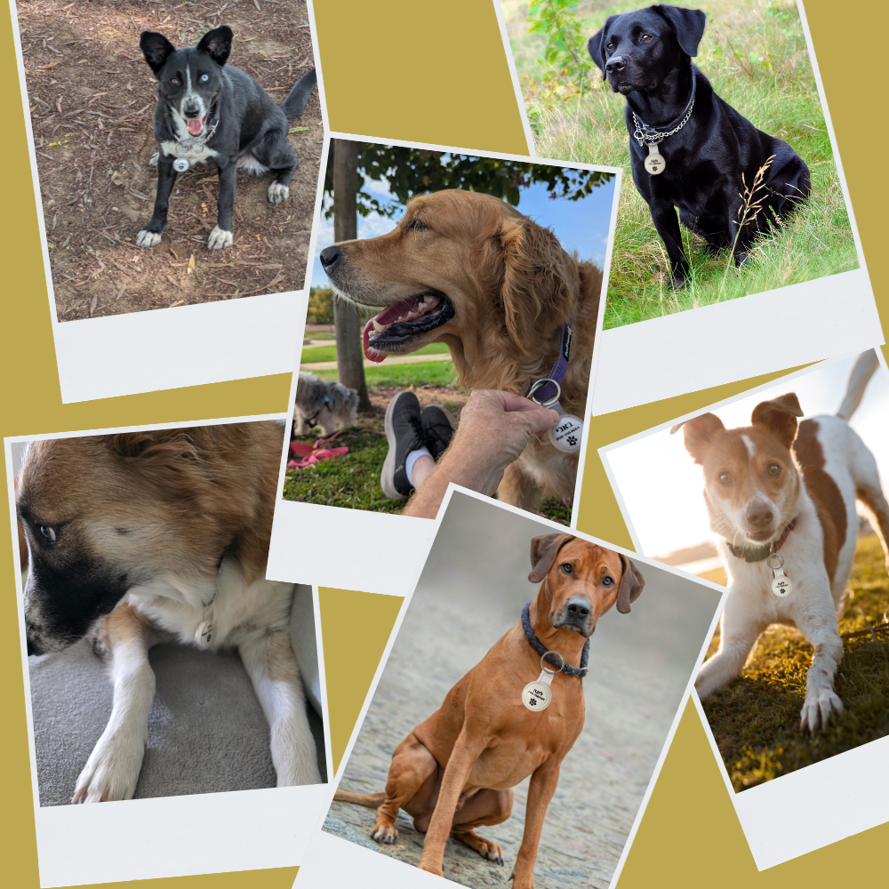 presentors presentors